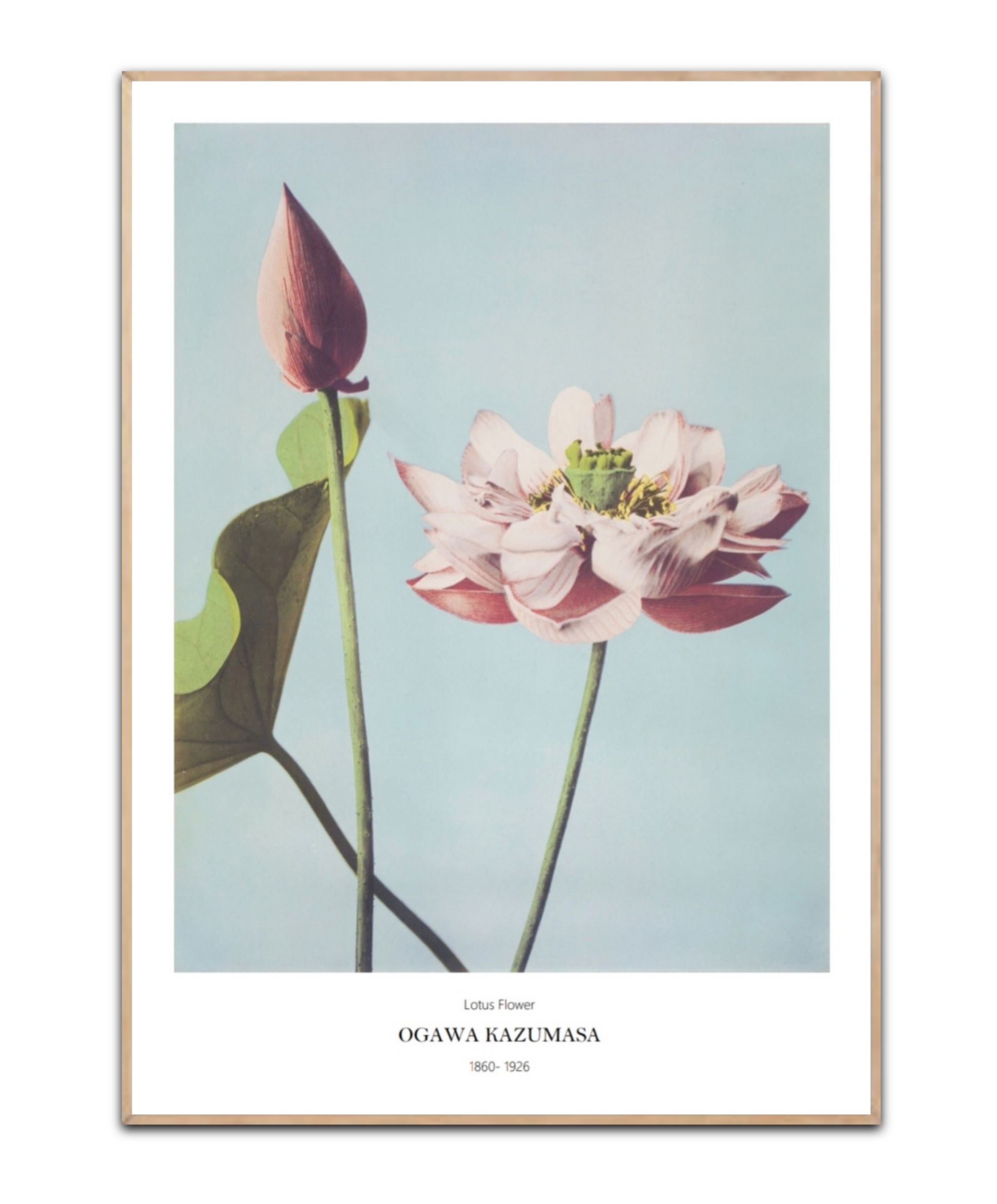 Ogawa Kazumasa, Lotus Flowers, 50x70 cm plakat