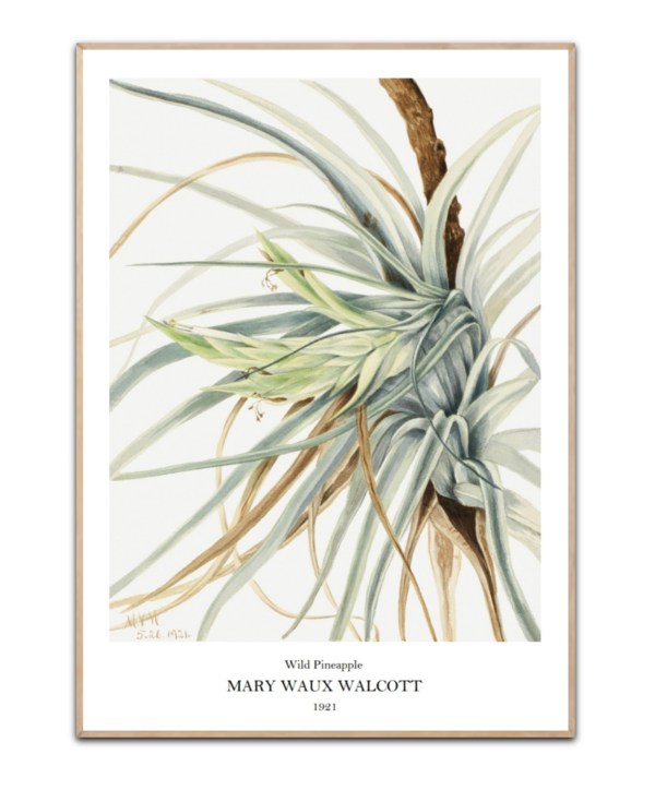 Mary W. Walcott, Wild Pineapple, 50x70 cm plakat