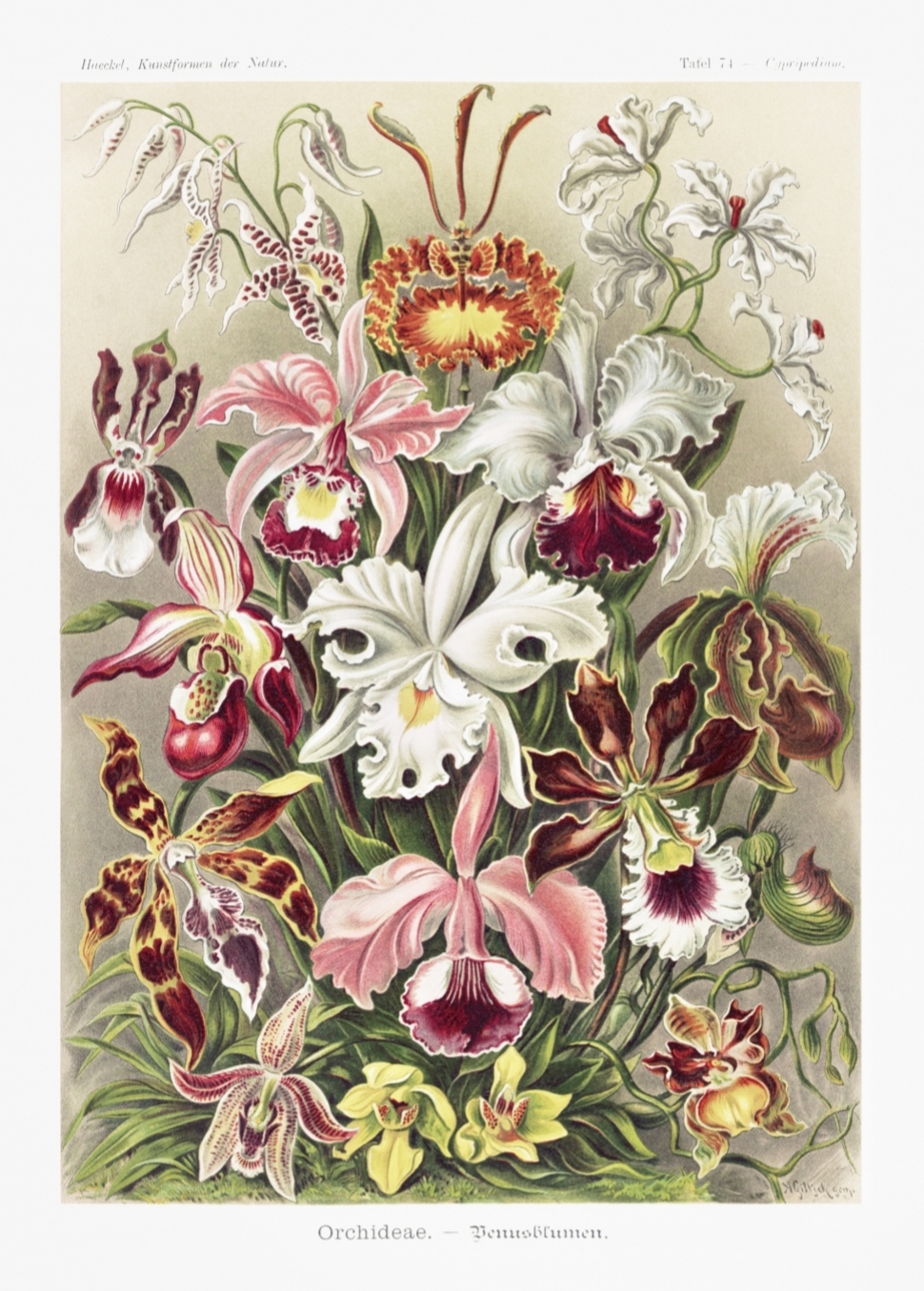 Ernst Haeckel, Orchideae, 50 x 70 cm.
