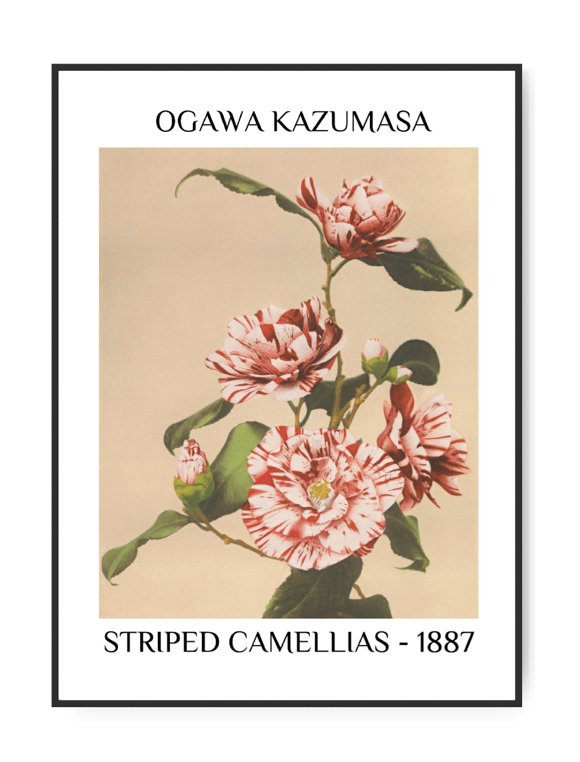 Ogawa Kazumasa, Striped Camellias, A3