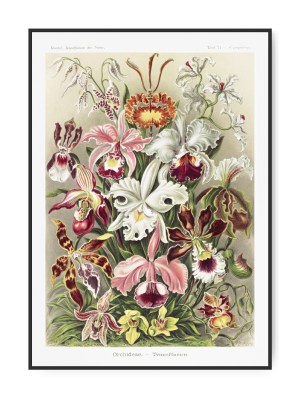Ernst Haeckel, Orchieade, A3 29,7 x 42 cm plakat