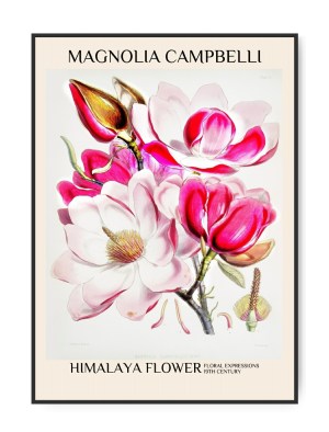 Himalaya flower, Magnolia, 50 x 70 cm plakat
