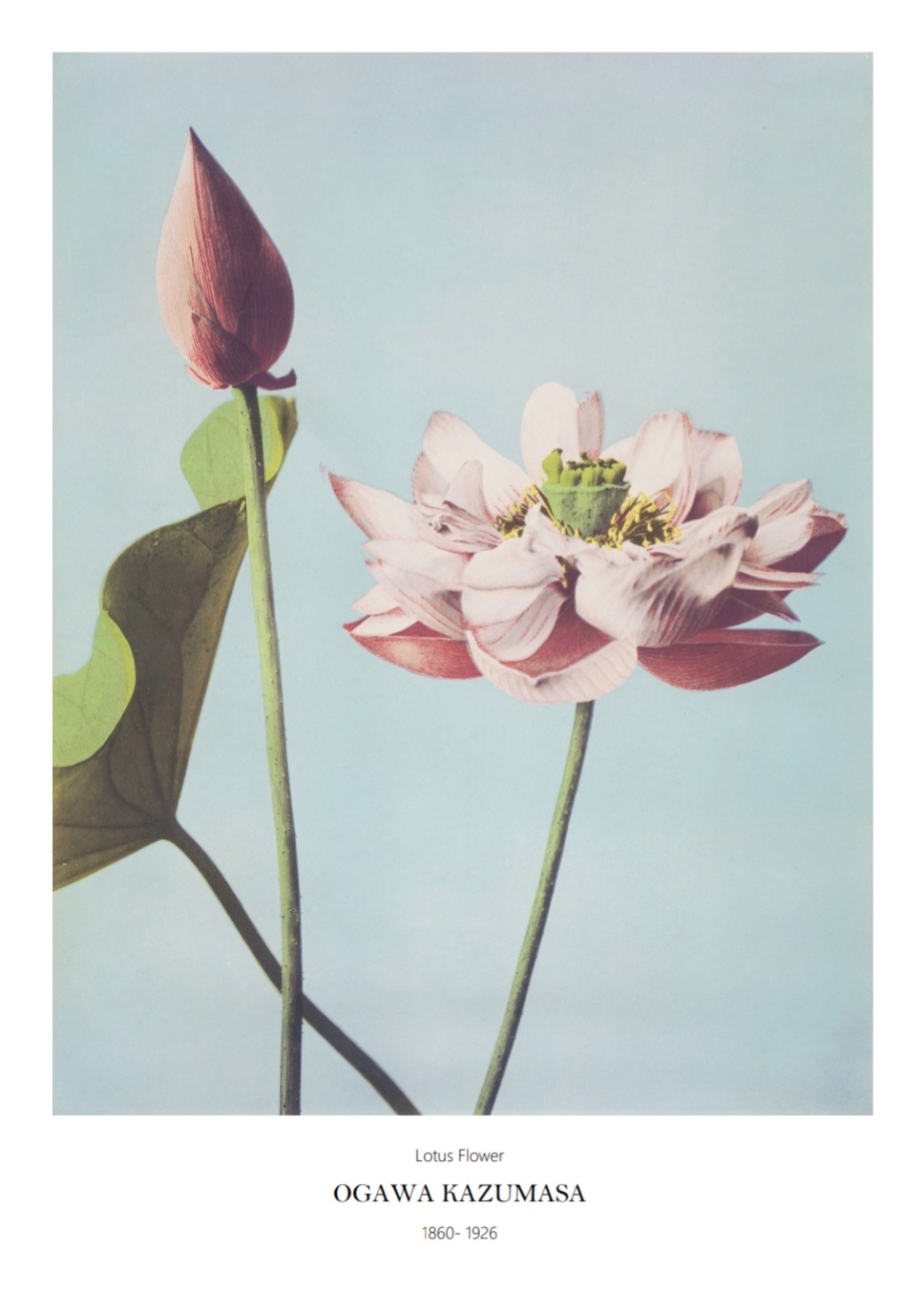 Ogawa Kazumasa, Lotus Flowers, 50x70 cm plakat - Billede 2