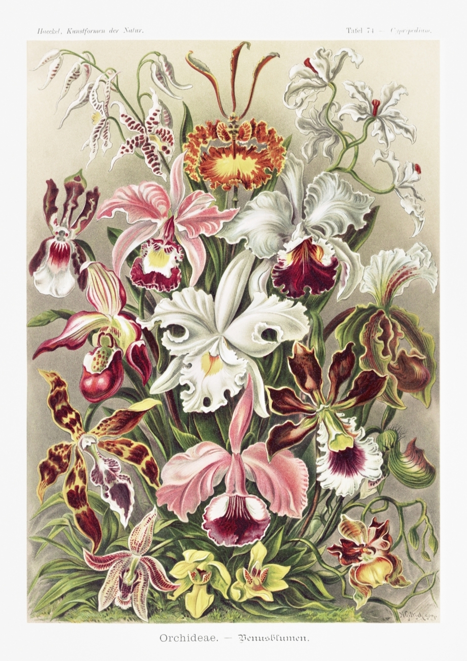 Ernst Haeckel, Orchieade, A3, 29.7 x 42 cm.