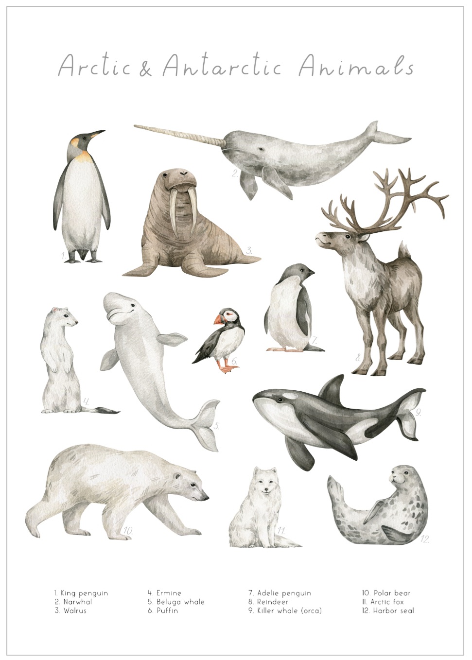 Arctic & Antarctic Animals, 50 x 70 cm plakat - Billede 2