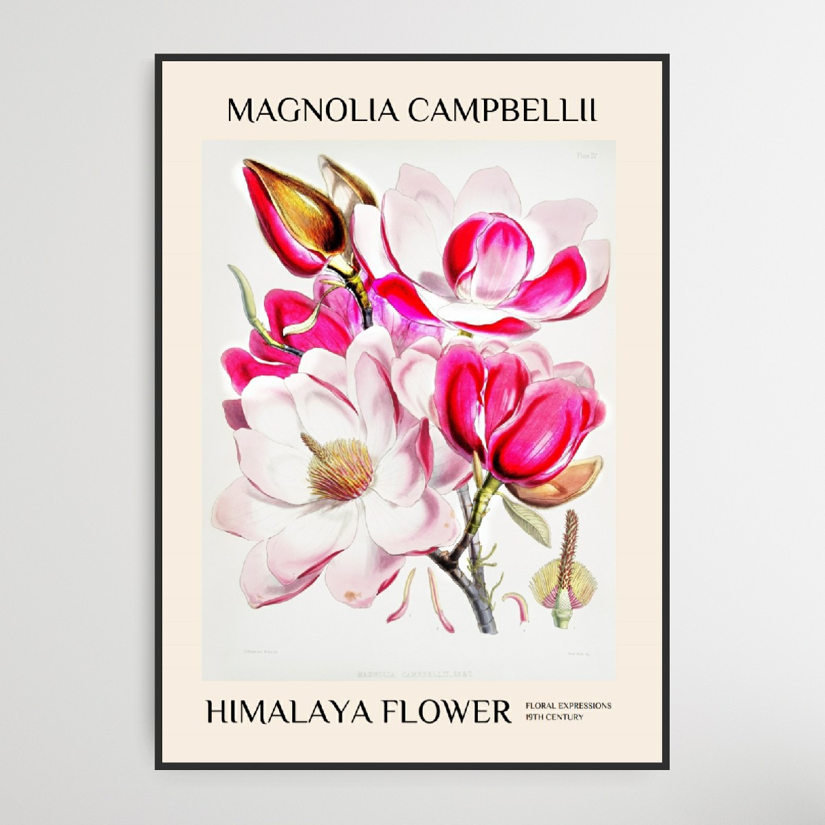 Himmelaya flower, Magnolia, A3, Mål 29,7 x 42 cm