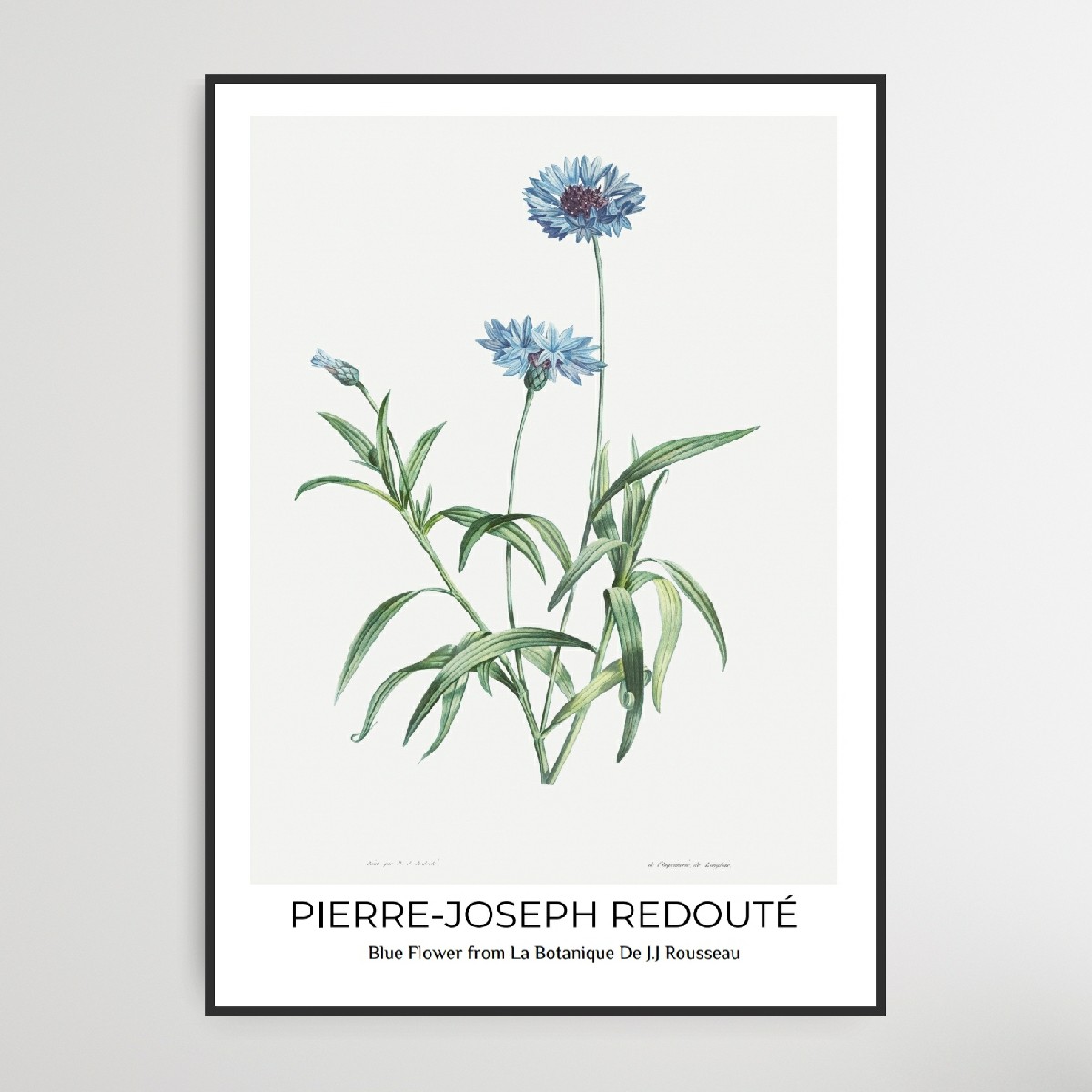 Pierre-Joseph Redouté, Blue Flower, A3, Mål 29,7 x 42 cm