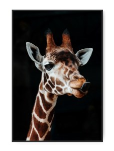 Giraf, A3 plakat 29,7 x 42 cm