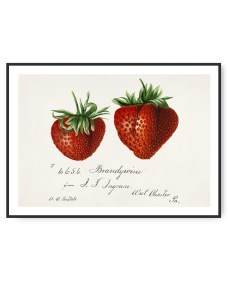 Deborah G. Passmore, Strawberry, A3 - 29.7 x 42 cm plakat