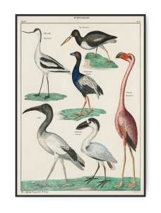 Lorenz Oken - Naturgeschichte 1843 A3 29,7 x 42 cm