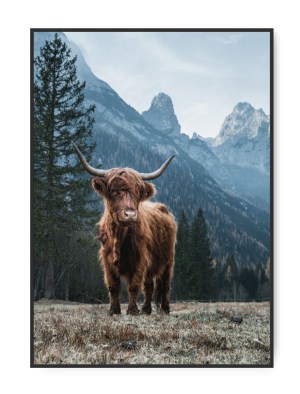 Highland Cattle Mountain plakat