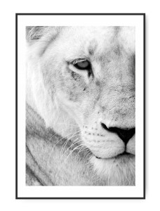 Lioness Half plakat