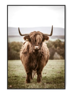 Highland Cattle, 50 x 70 cm plakat