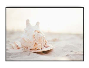Konkylie, 50 x 70 cm plakat
