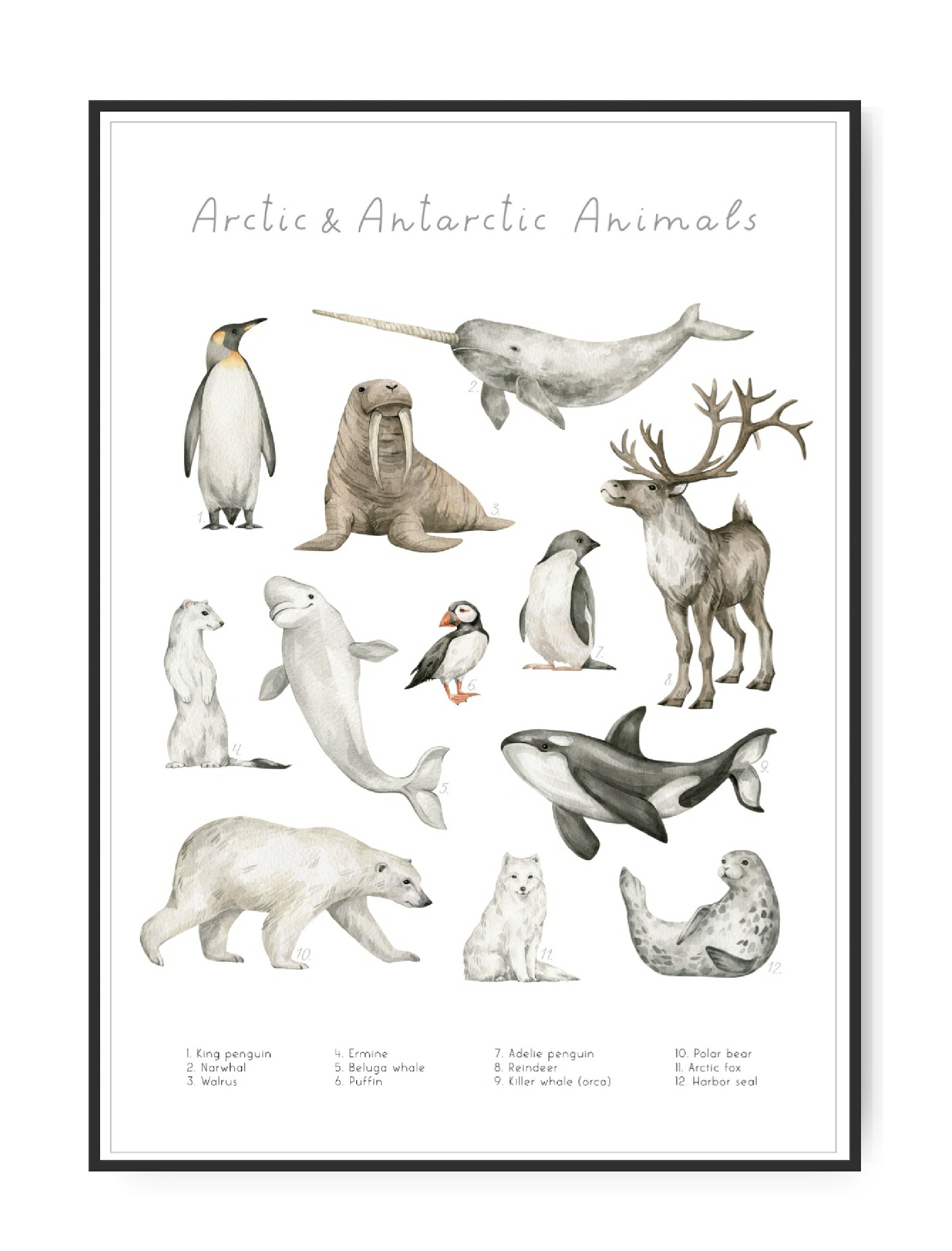 Arctic & Antarctic Animals, 50 x 70 cm plakat