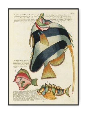 Louis Renard, Fishes found i Moluccas, 1680,  50x70 cm plakat