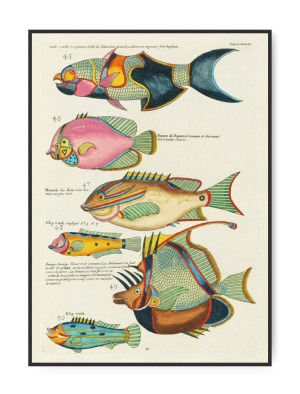Louis Renard, Fishes found i Moluccas, 1680,  50x70 cm plakat
