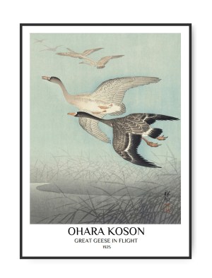 Ohara Koson, Great Geese in flight, 50 x 70 cm plakat