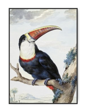 Aert Schouman, Rebilled Toucan, A4 21x30 cm plakat