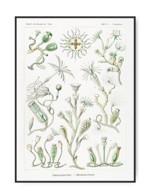Ernst Haeckel, Campanariae 1914, A4 21 x 30 cm plakat
