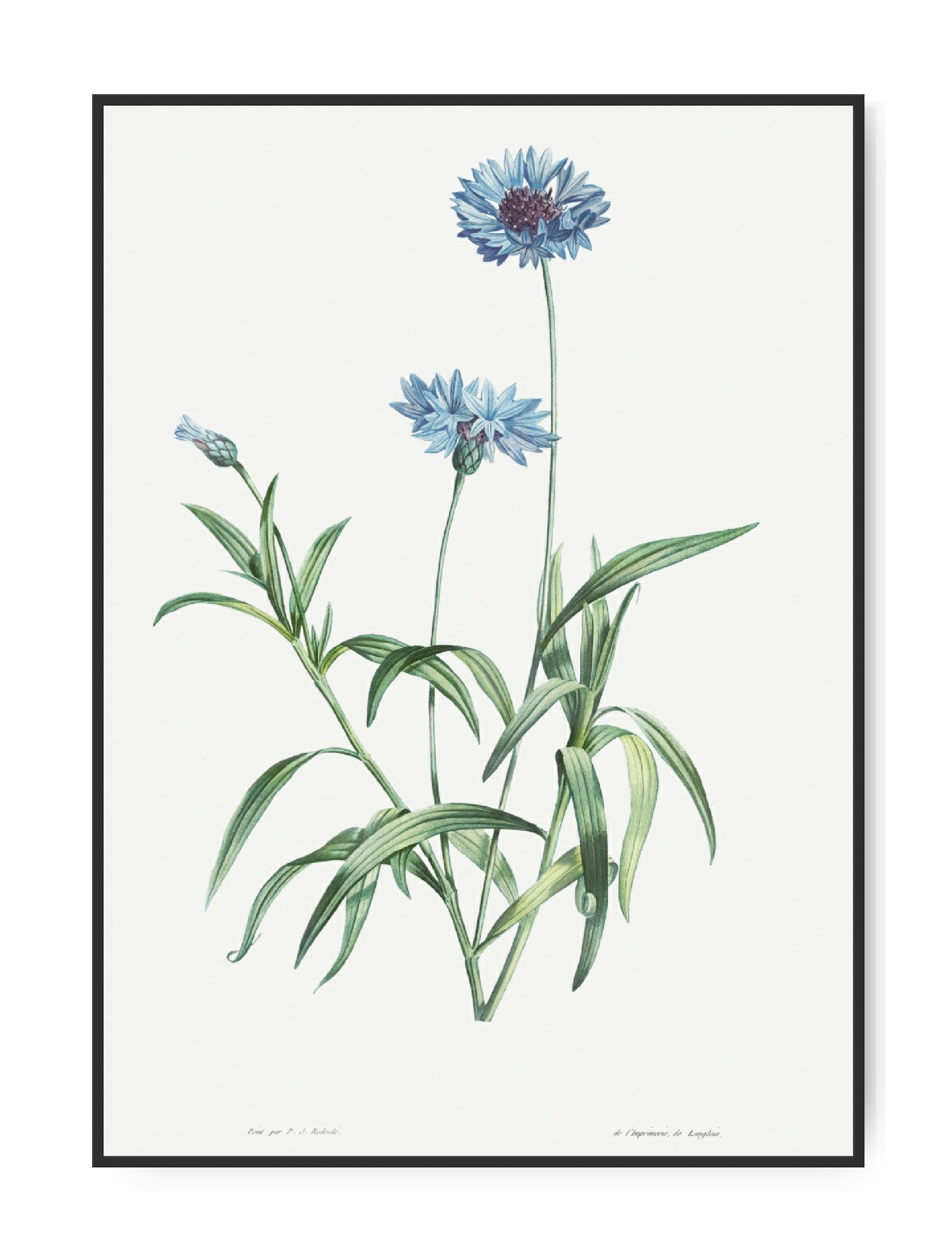 Pierre-Joseph Redoute, Blue Flower, A4 21 x 30 cm plakat