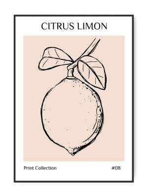 Citrus Limon, collection No. 08, A3 30 x 42 cm plakat