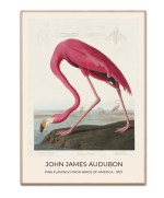 Audubon Pink Flamingo No.1 plakat, 50 x 70 cm