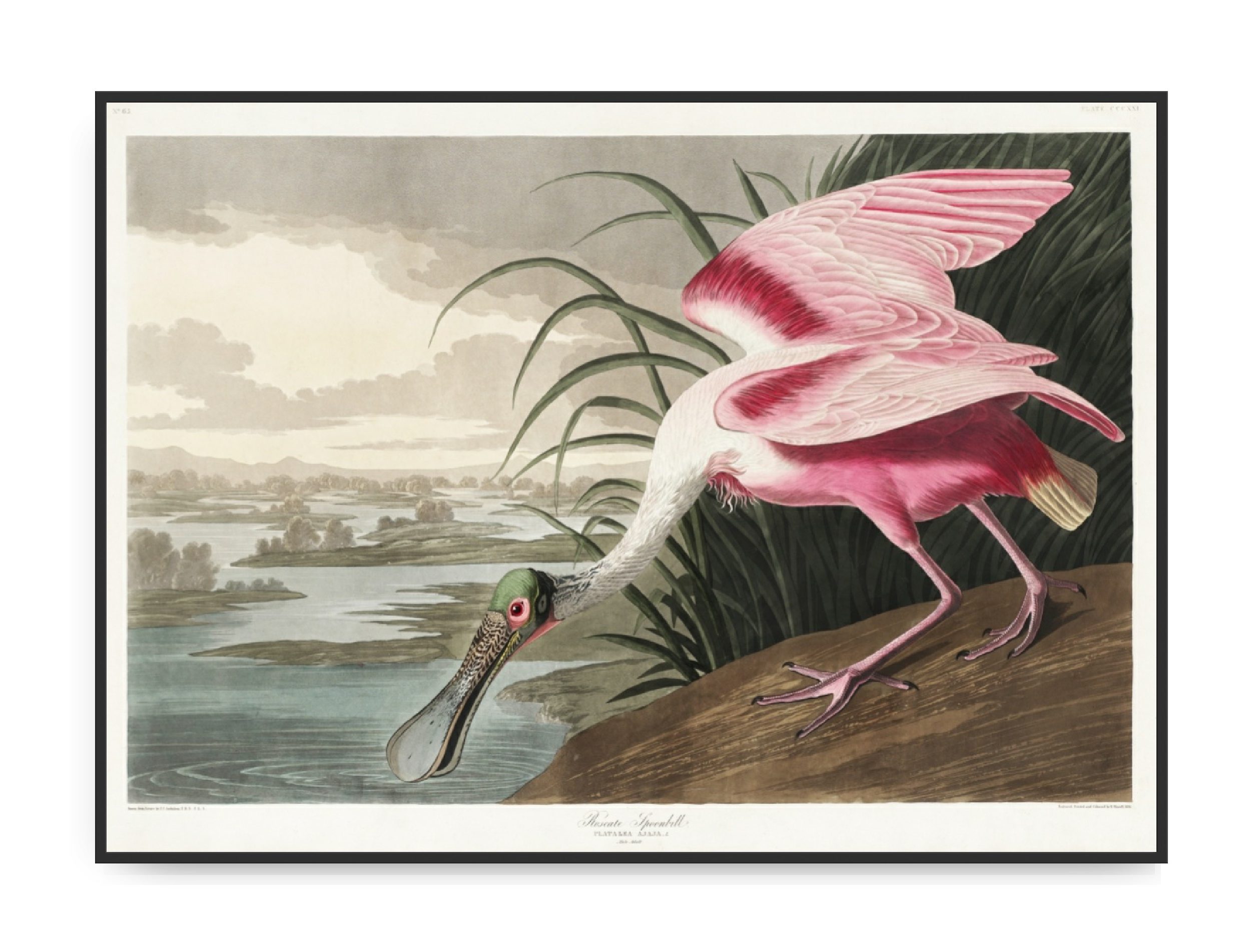 John James Audubon - Roseate Spoonbill 1827, 50 x 70 cm plakat