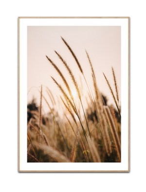 Sunrise over Cornfield, 50 x 70 cm plakat