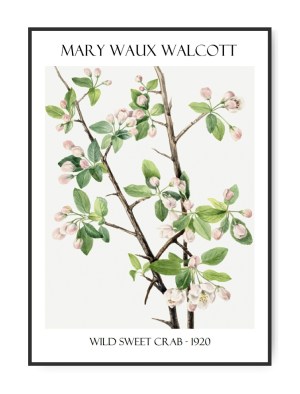 Mary W. Walcott, Wild Sweet, 50x70 cm plakat