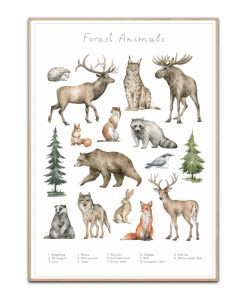 Forest Animals, Str. A3