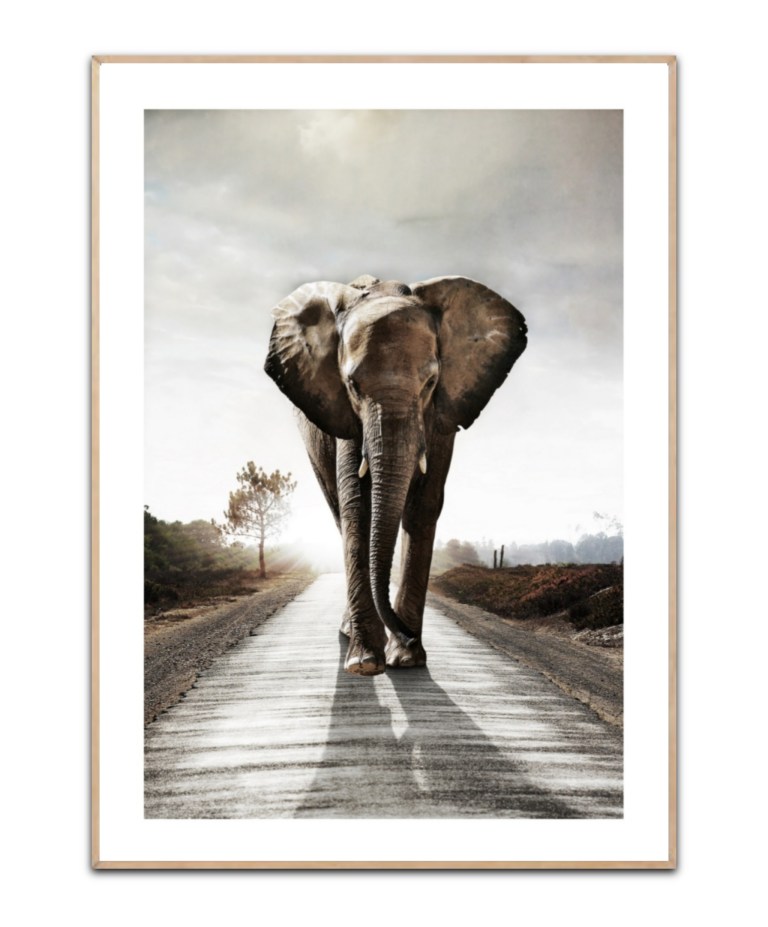 Elephant Road, A3 30 x 42 cm plakat