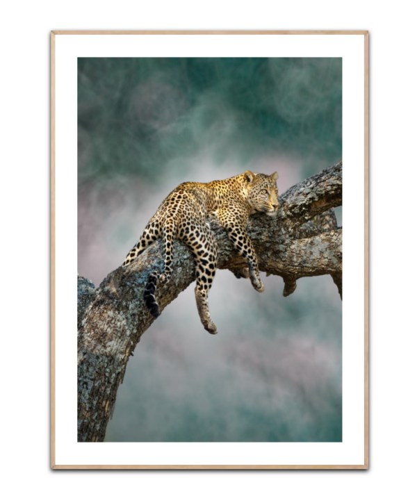 Leopard, 50 x 70 cm plakat