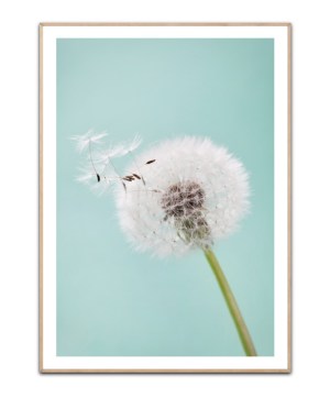 Dandelion green, A3 Plakat