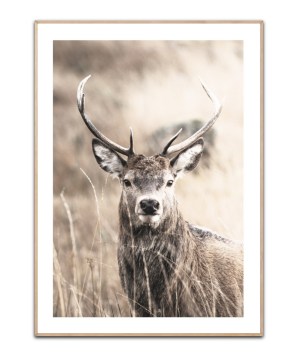 Deer Closeup, A3 plakat