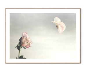 Butterfly Rose, 50x70 cm plakat
