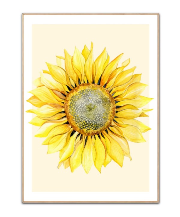 Sunflower, 50x70 plakat