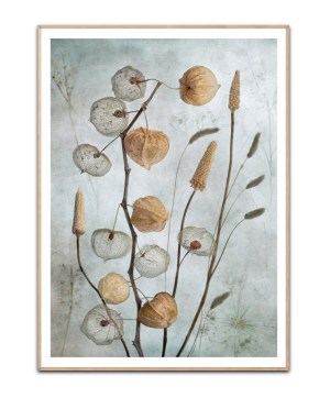Lanterns By Mandy Disher, 50x70 plakat
