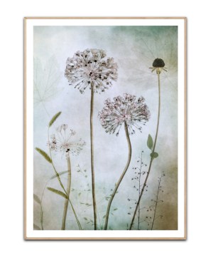 Allium By Mandy Disher, 50x70 plakat
