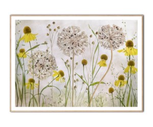 Alliums and heleniums By Mandy Disher plakat