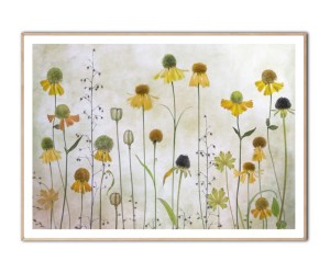 Helenium By Mandy Disher, 50x70 plakat