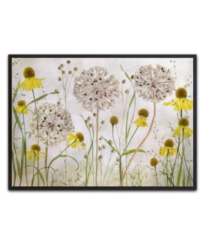 Alliums and heleniums By Mandy Disher, - Canvas Print