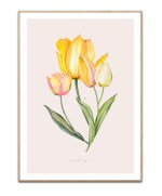 Tulips - A3 Plakat