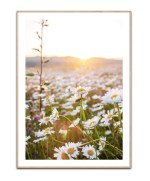 Daisy Field - 50x70 plakat