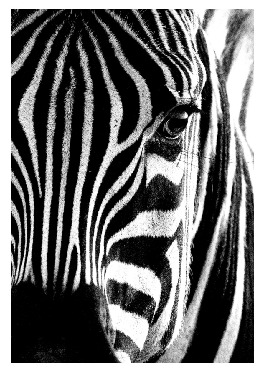 Zebra, Str. A5 (15x21 cm)