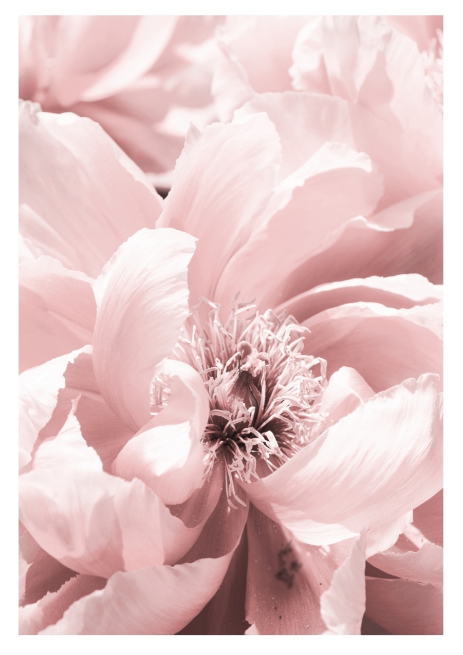 Soft flowers, Str. A5 (15x21 cm)