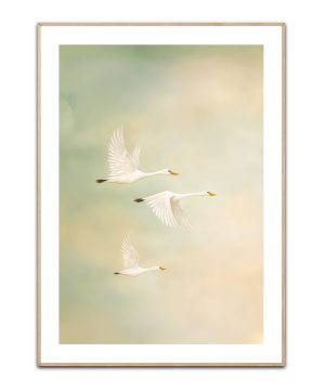 Feathers of Light plakat